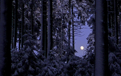 Mondschein in verschneitem Wald