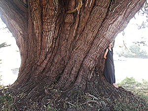 Monterey Cypress