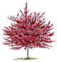 allegrobaum